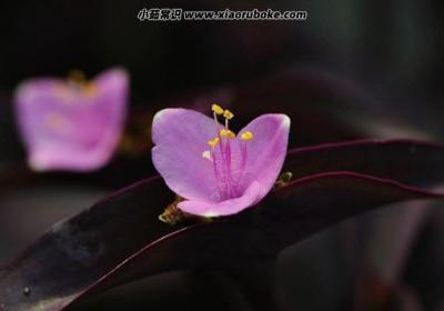 情人節(jié)文案短句干凈治愈，情人節(jié)送什么鮮花(每一個暖到心坎)