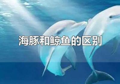 ?海豚和鯨魚的區(qū)別圖片大全 海豚和鯨魚的區(qū)別圖片對比
