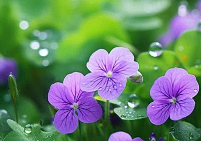 ?27張綠色護眼壁紙：清新，柔美 ，太養眼了