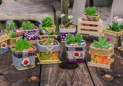 ?太陽花和向日葵的區(qū)別