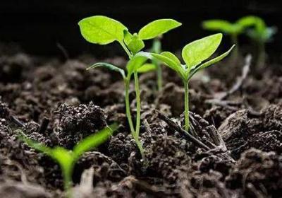 ?貧瘠土壤改良的方法有哪些（有效改良土壤的四種方案）