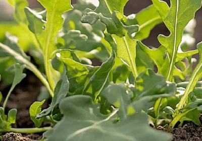 薺菜的吃法與禁忌有哪些